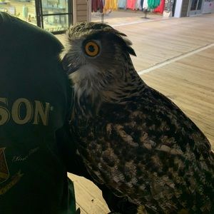 Meet your Posher, Gregory